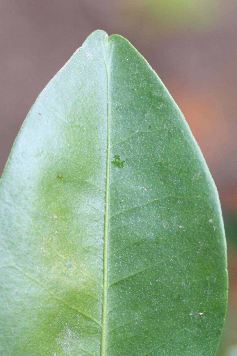              Margin (Riverside, CA)       